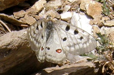 Parnassius apollo pumilus