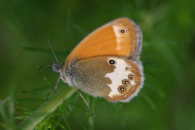 Coenonympha arcania