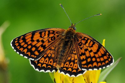 Melitaea arduinna rhodopensis