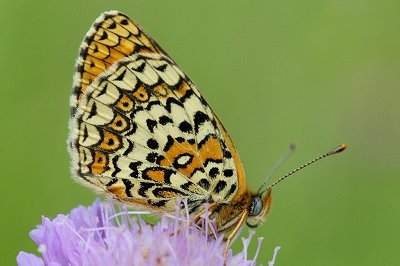 Melitaea arduinna rhodopensis