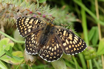 Melitaea arduinna rhodopensis