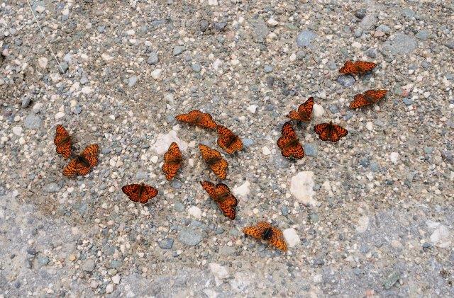 Melitaea arduinna on wet sand