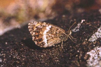 Arethusana arethusa