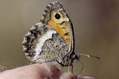 Arethusana arethusa