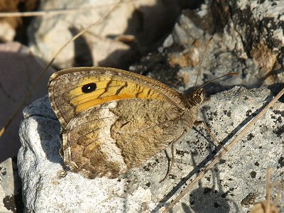 Arethusana arethusa