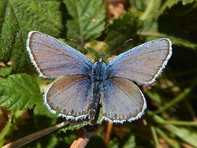 Plebejus argus caernensis