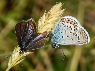 Plebejus argus caernensis