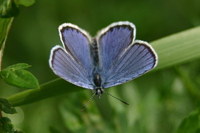 Plebejus argyrognomon
