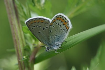 Plebejus argyrognomon