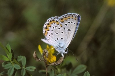 Plebejus argyrognomon