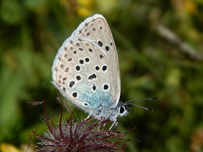 Maculinea arion