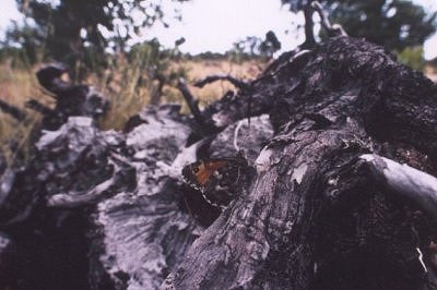 Hipparchia aristaeus
