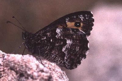 Hipparchia aristaeus