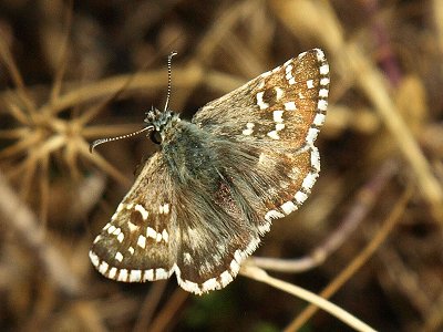 Pyrgus armoricanus