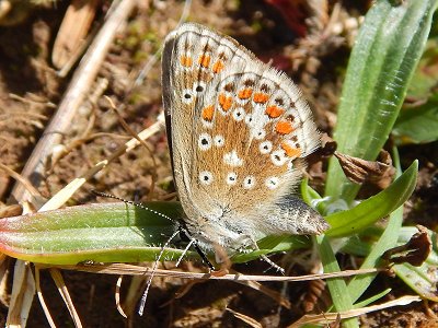 Aricia artaxerxes salmacis
