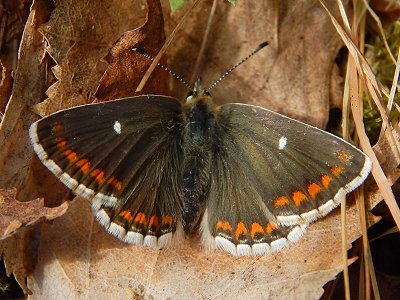 Aricia artaxerxes artaxerxes