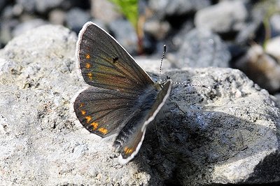 Aricia artaxerxes opheimi