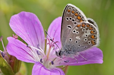 Aricia artaxerxes opheimi