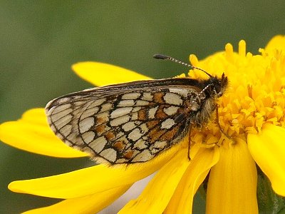 Melitaea asteria