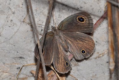 Ypthima asterope