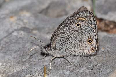 Ypthima asterope