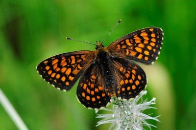 Melitaea athalia boris