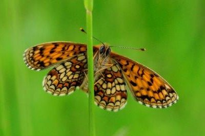 Melitaea athalia boris