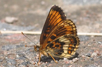 Melitaea athalia f. unifasciata