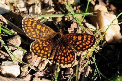 Melitaea aurelia