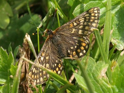 Euphydryas aurinia glaciegenita