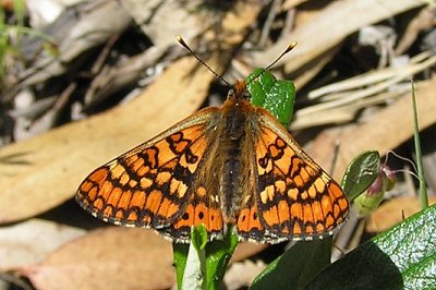 Euphydryas aurinia beckeri