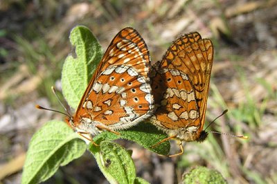 Euphydryas aurinia beckeri