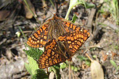 Euphydryas aurinia beckeri