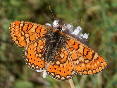 Euphydryas aurinia beckeri