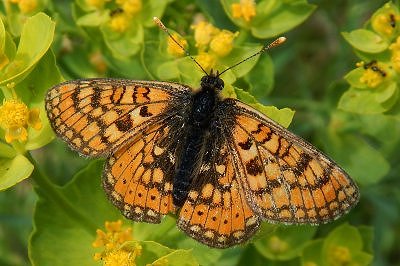 Euphydryas aurinia provincialis