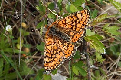 Euphydryas aurinia provincialis