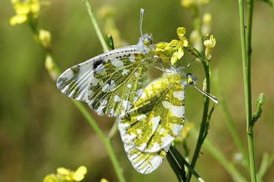 Euchloe ausonia