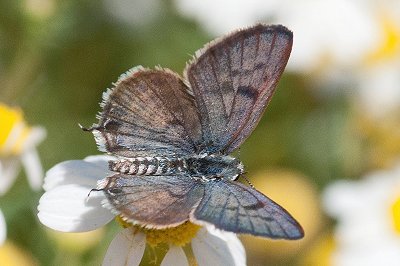 Tarucus balkanicus