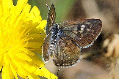 Tarucus balkanicus