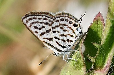 Tarucus balkanicus