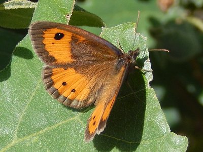Pyronia bathseba
