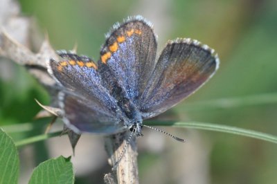 Pseudophilotes bavius hungaricus