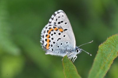 Pseudophilotes bavius hungaricus