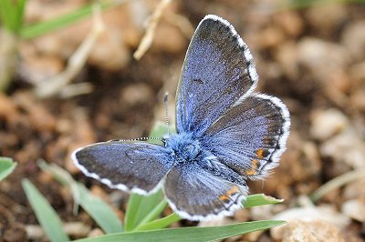 Pseudophilotes bavius macedonicus