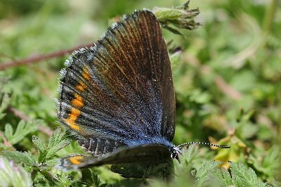 Pseudophilotes bavius macedonicus