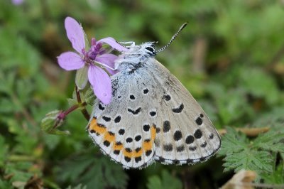 Pseudophilotes bavius macedonicus