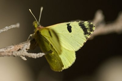 Euchloe bazae iberae