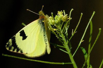 Euchloe bazae iberae