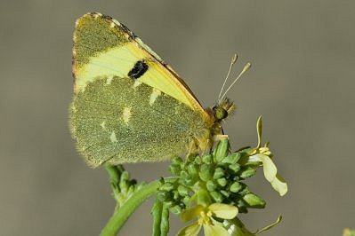 Euchloe bazae iberae