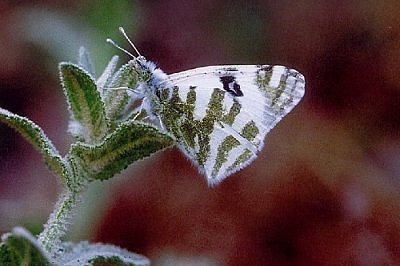 Euchloe belemia